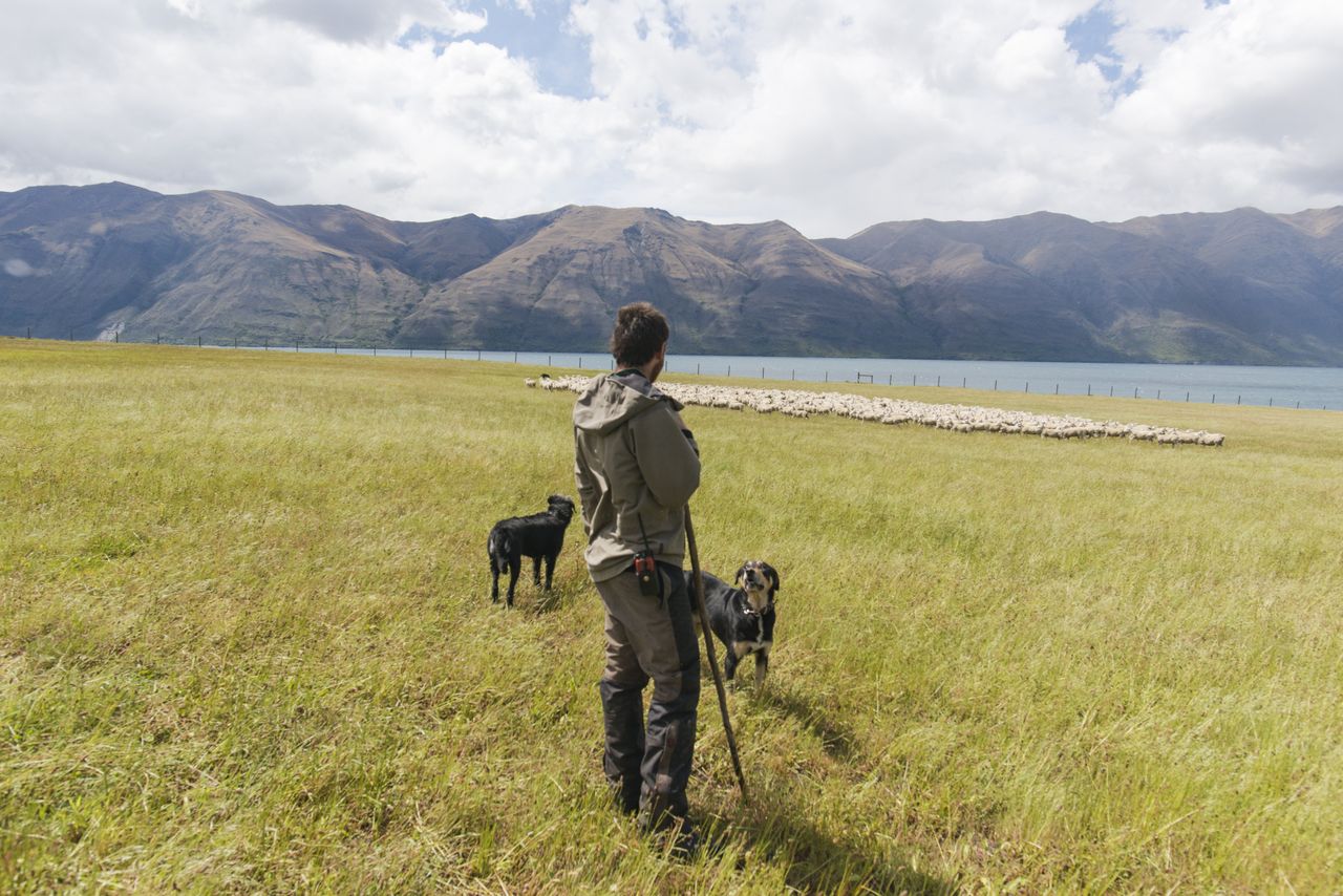 A shepherd and his dogs pause beside a quiet high-country lake